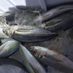 タチウオは何処に