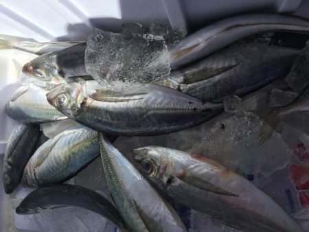 タチウオは何処に