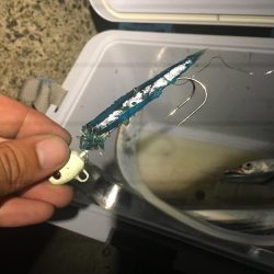 西浦でも来てます