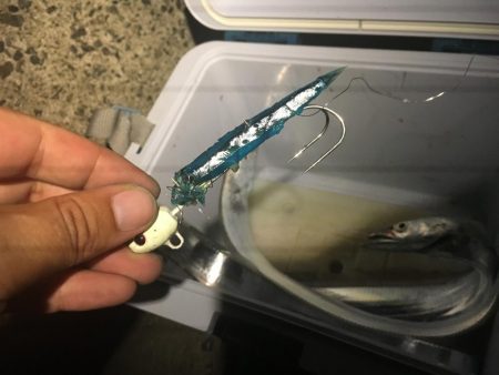 西浦でも来てます