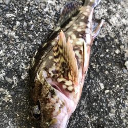 ジグ のち エサ 時々 ガシラ