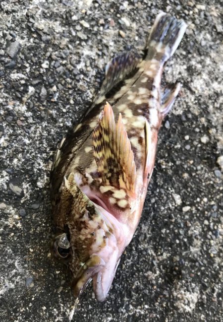 ジグ のち エサ 時々 ガシラ