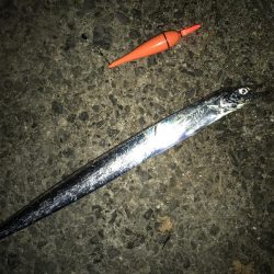 やっとタチウオ