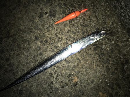 やっとタチウオ