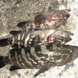 マゴバチでチビハタ、チビクエゲーム!!