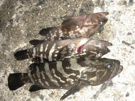 マゴバチでチビハタ、チビクエゲーム！！