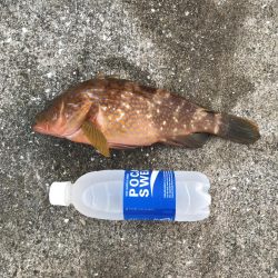 やっぱりアコウ