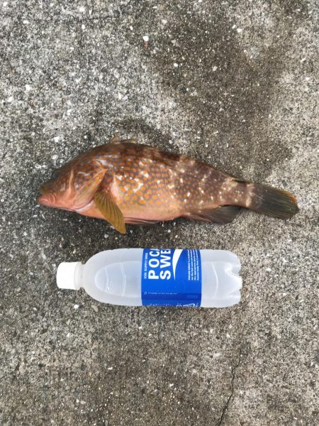 やっぱりアコウ