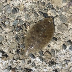 干潮潮止まり前高活性