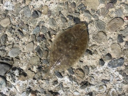 干潮潮止まり前高活性