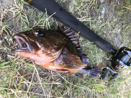 デーゲームモンスター