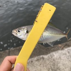 アジ、さばサイズアップ