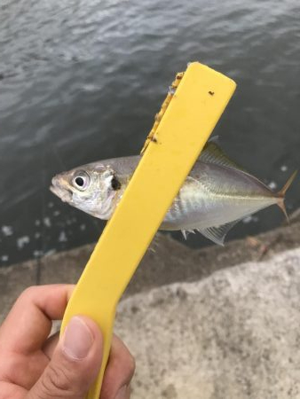 アジ、さばサイズアップ