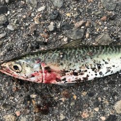 今日は、厳しい。