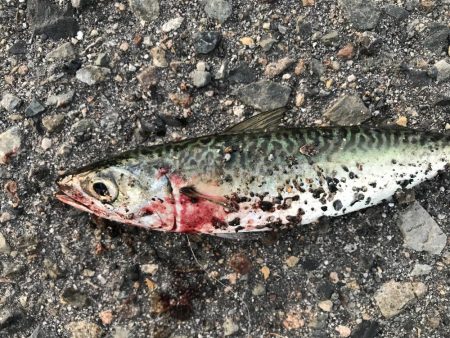 今日は、厳しい。