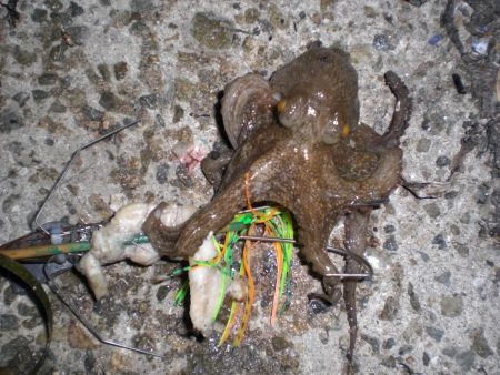 ひさしぶりのタコ