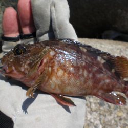 芝エビで落とし込み