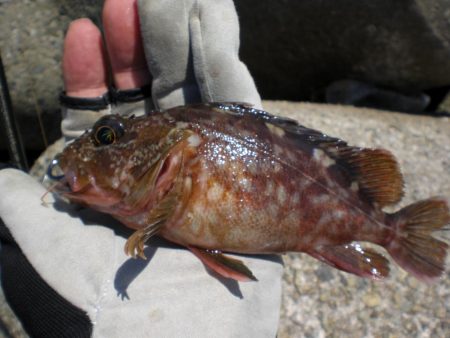 芝エビで落とし込み