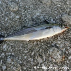 タチウオは情報通りの釣果です
