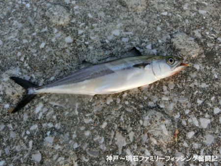 タチウオは情報通りの釣果です