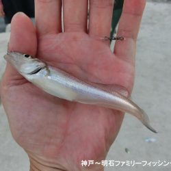 キス釣りで豆アジ爆釣