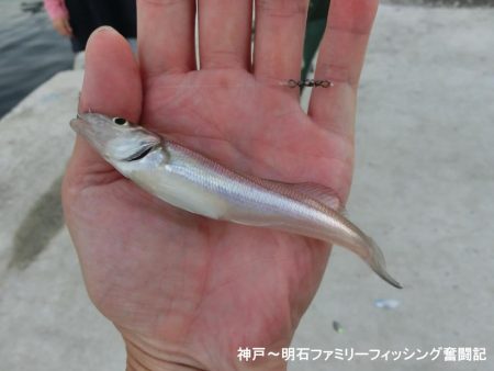 キス釣りで豆アジ爆釣