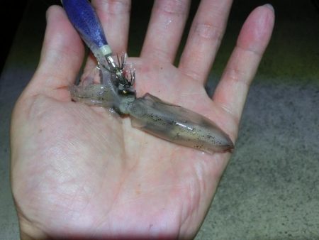 剣先イカ絶好調