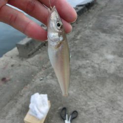 盆休み最後のファミリーフィッシング