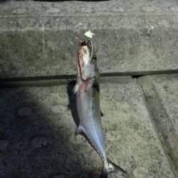 タチウオワインドでサゴシもGET