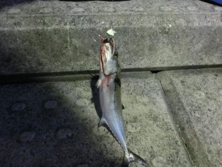 タチウオワインドでサゴシもGET