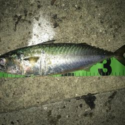 デイアジ〜ナイト大サバ