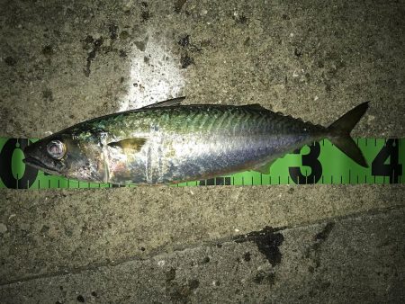 デイアジ〜ナイト大サバ