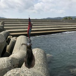 念願の泉南アオリ！