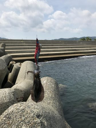 念願の泉南アオリ！