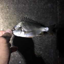 ひさびさにチヌ