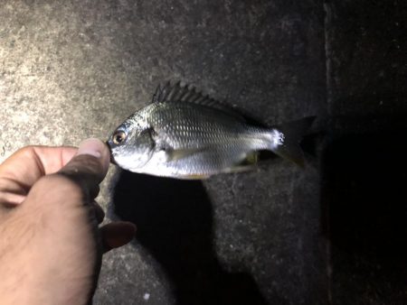 ひさびさにチヌ