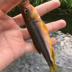 ええのん釣れた