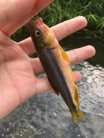 ええのん釣れた