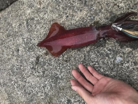 ケンサキ リベンジ