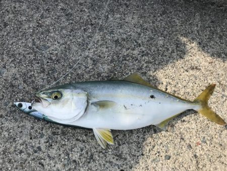 ショアジギ第2弾！