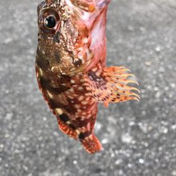 何とかかんとか