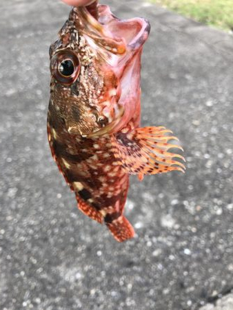 何とかかんとか