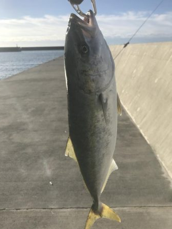 ライトショアジギング