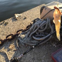 ハゼの天ぷらが食べたくて!