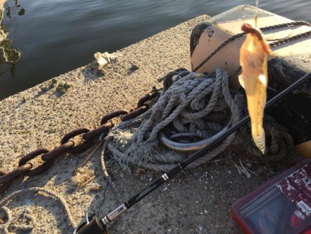 ハゼの天ぷらが食べたくて!