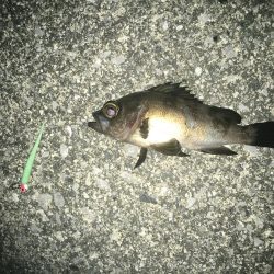 メバル狙いでチヌ