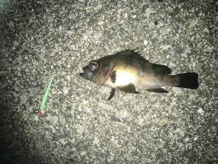 メバル狙いでチヌ