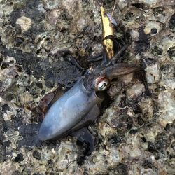 出張先で島に渡る