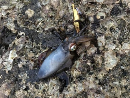 出張先で島に渡る