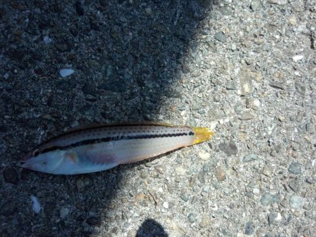 タコおった！！